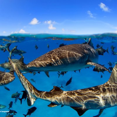 Sharks swimming together in the ocean with a blue sky above